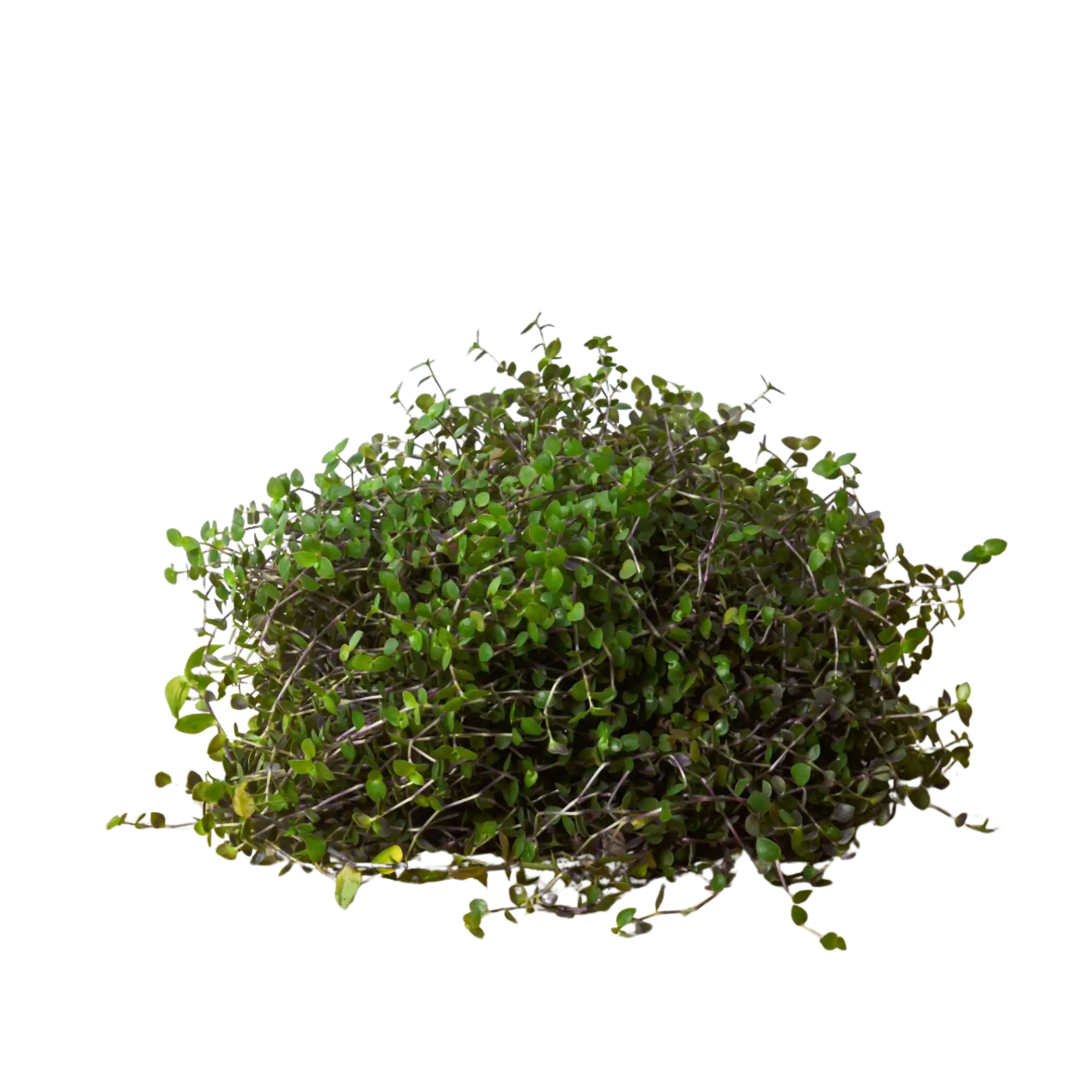 Calasia Repens House Plant Wholesale