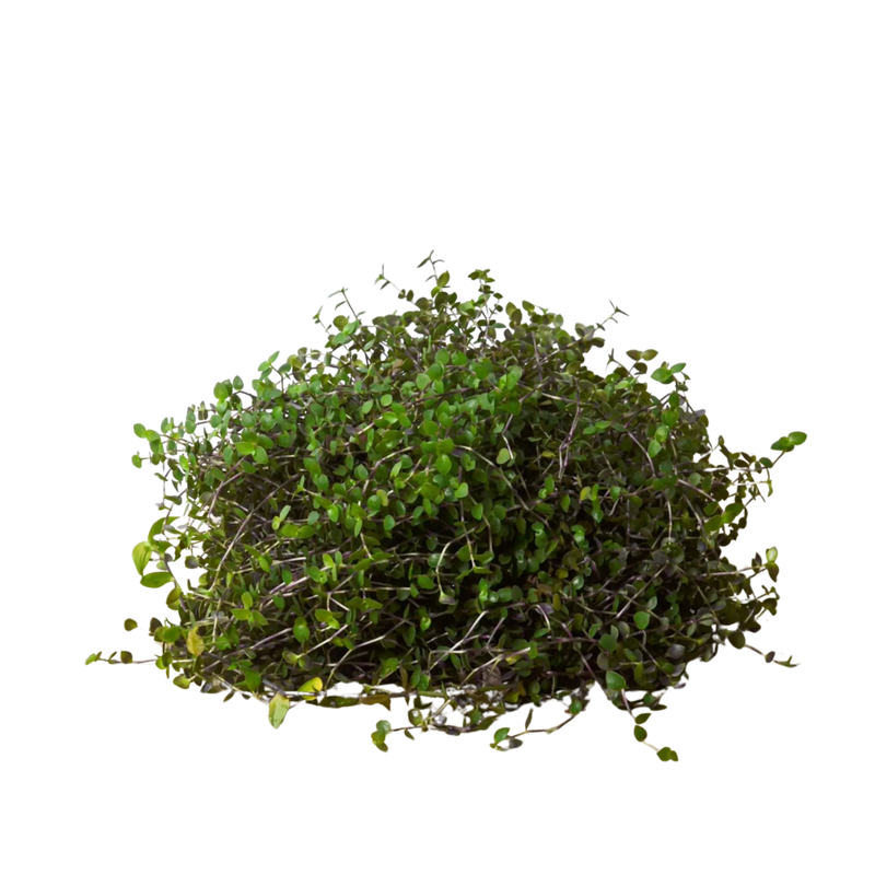 Calasia Repens House Plant Wholesale