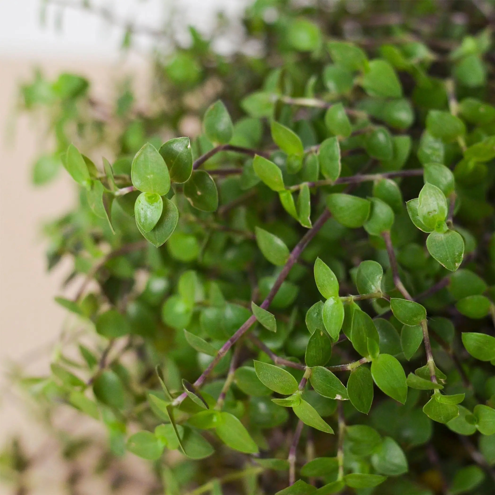 Calasia Repens House Plant Wholesale