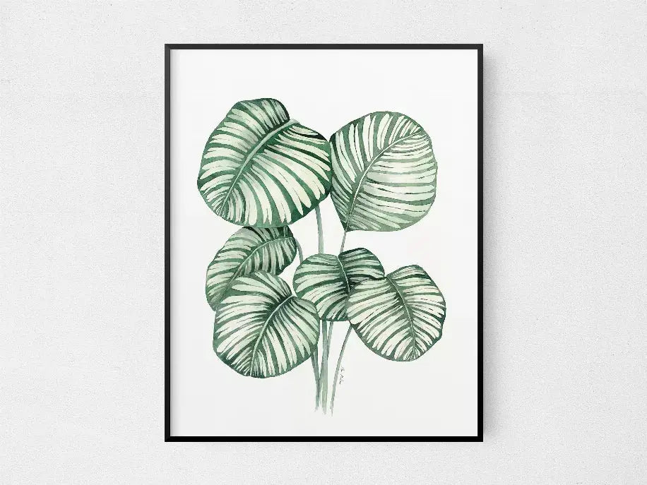 Calathea Orbifolia The Crafted Prints