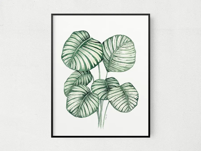 Calathea Orbifolia The Crafted Prints