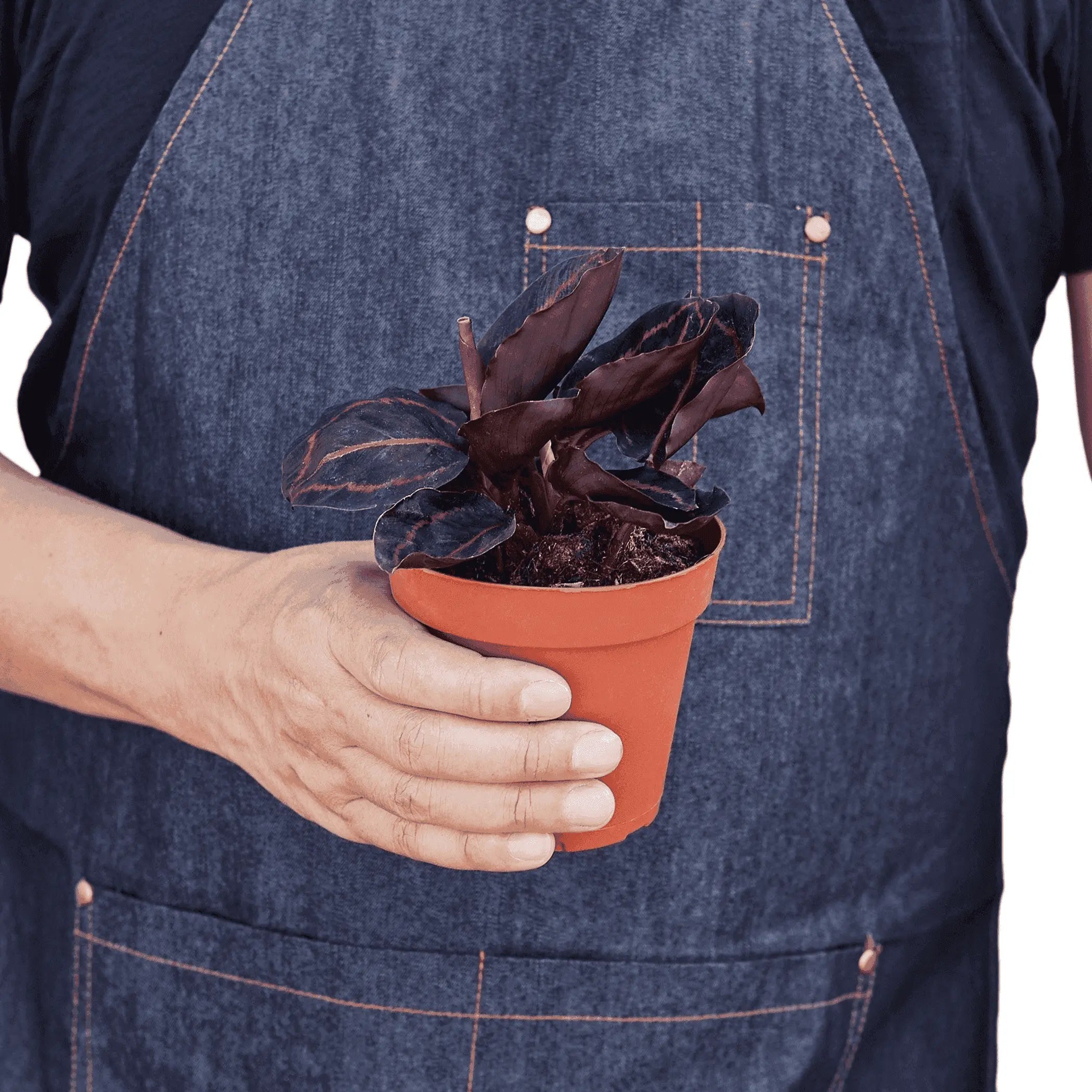 Calathea 'Dottie' House Plant Wholesale