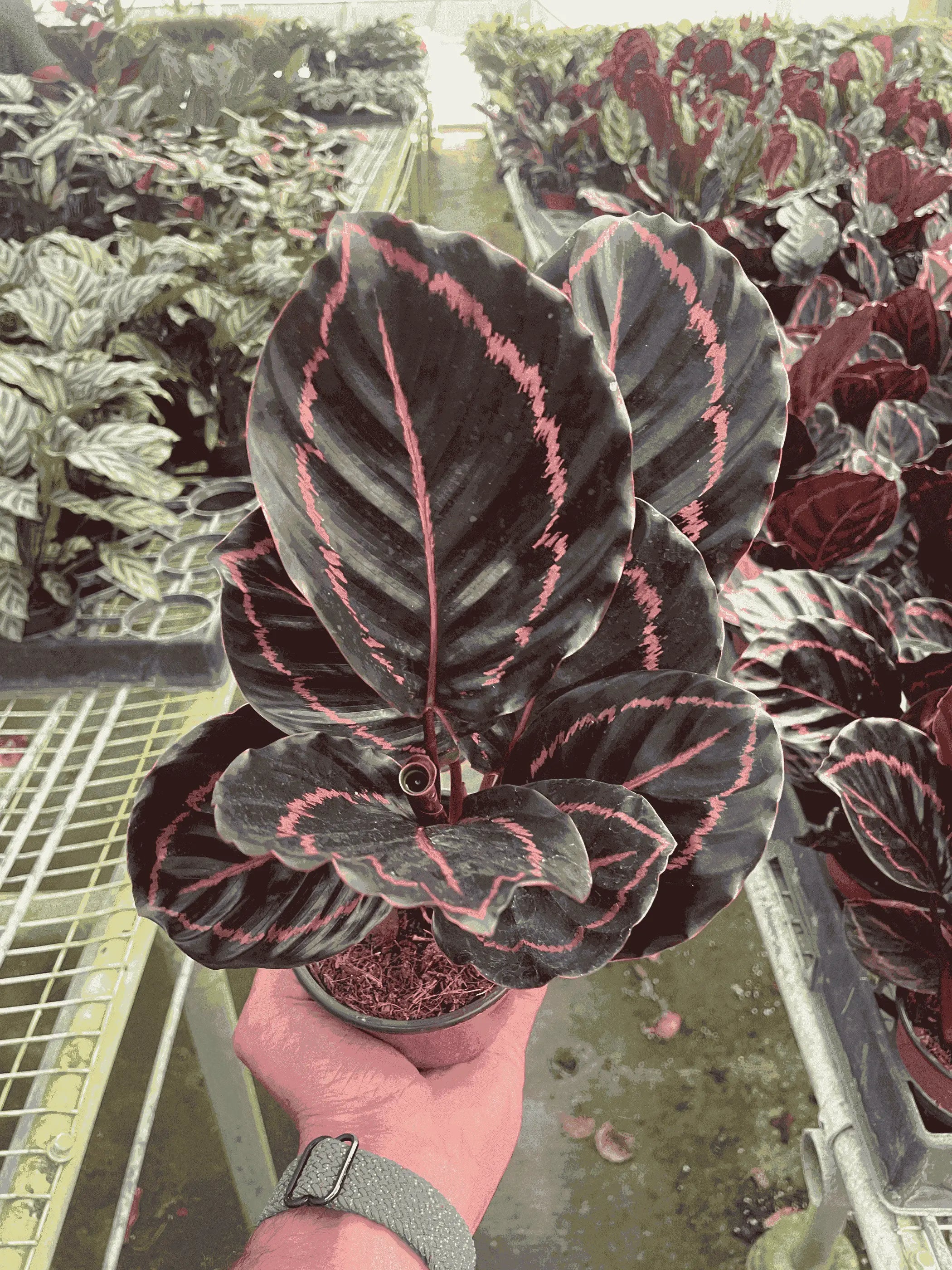 Calathea 'Dottie' House Plant Wholesale