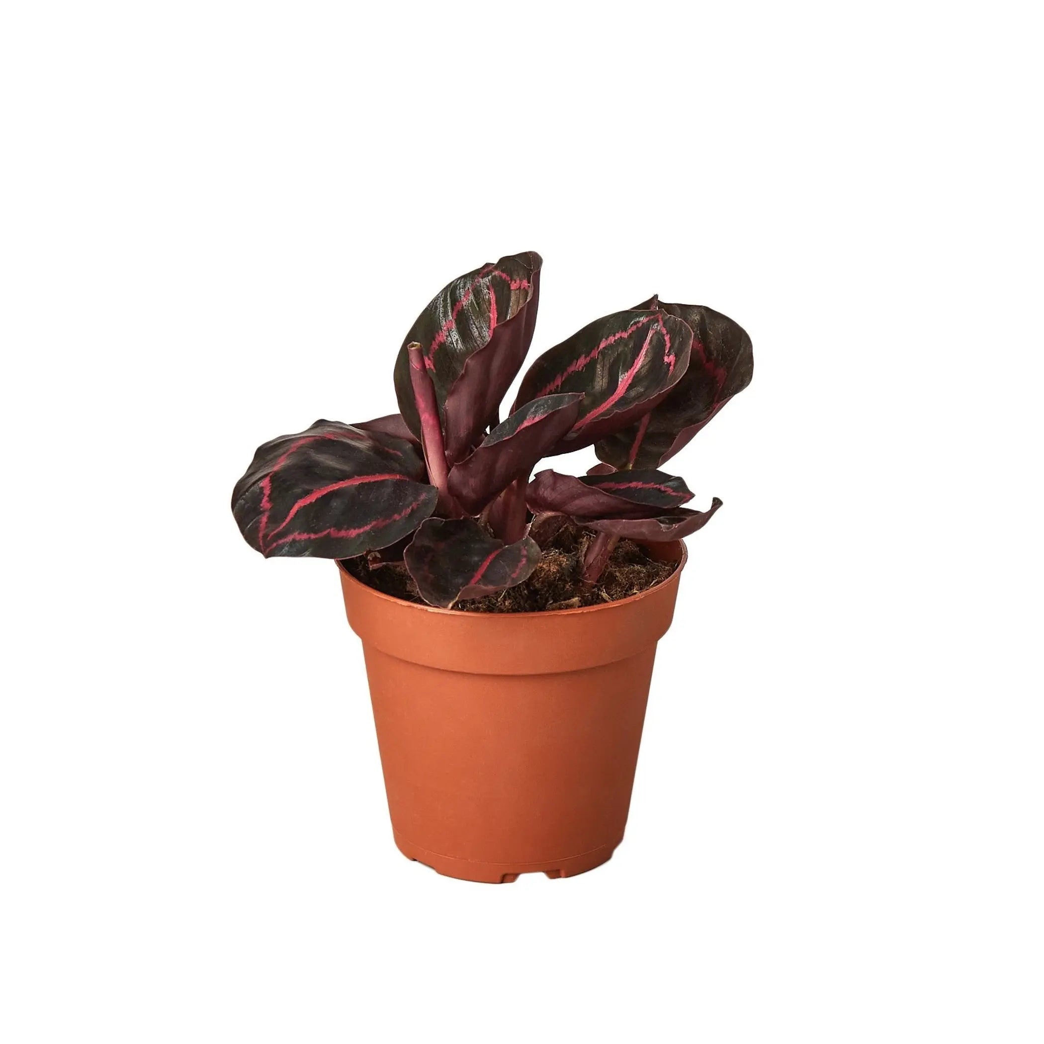 Calathea 'Dottie' House Plant Wholesale