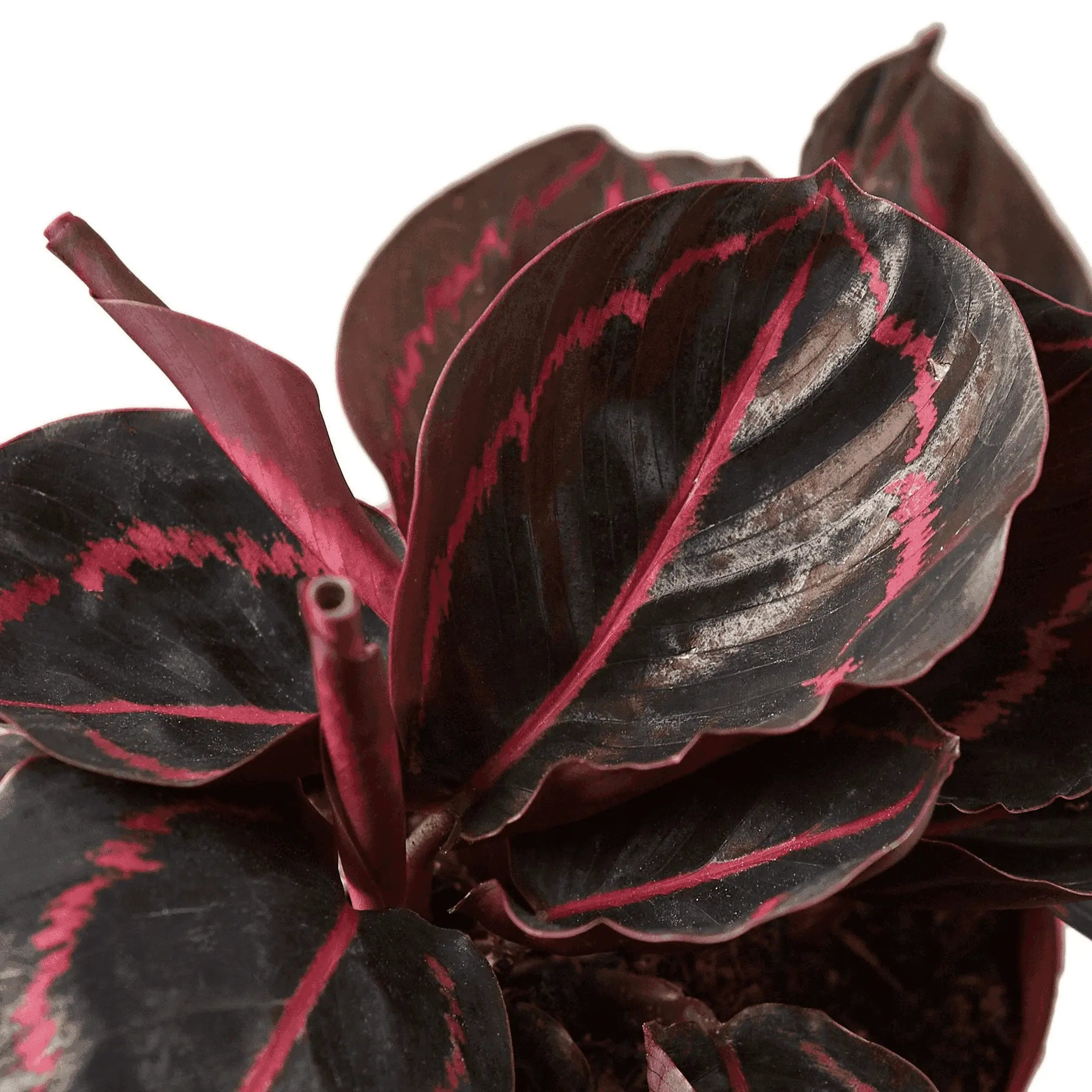 Calathea 'Dottie' House Plant Wholesale