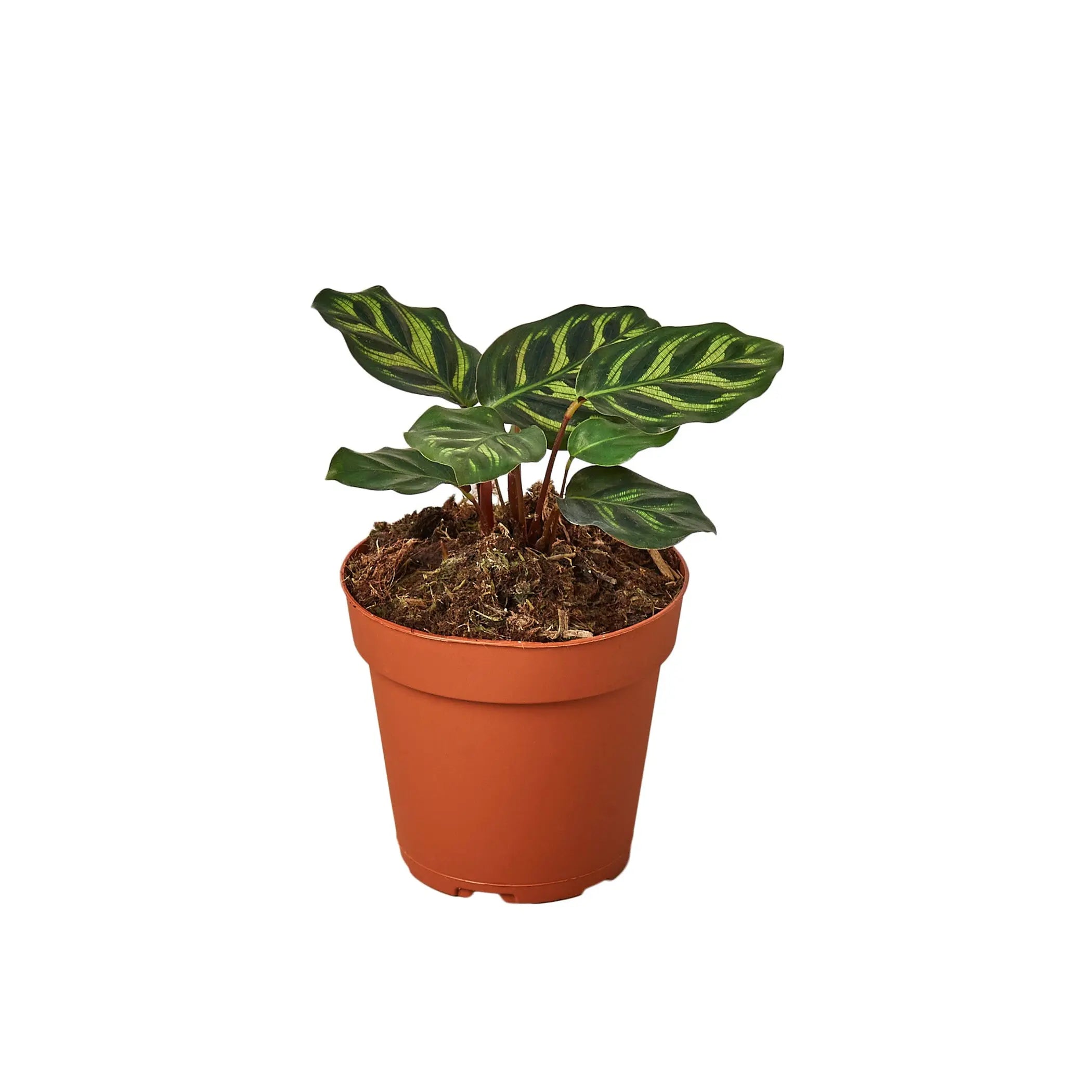 Calathea 'Makoyana' House Plant Dropship
