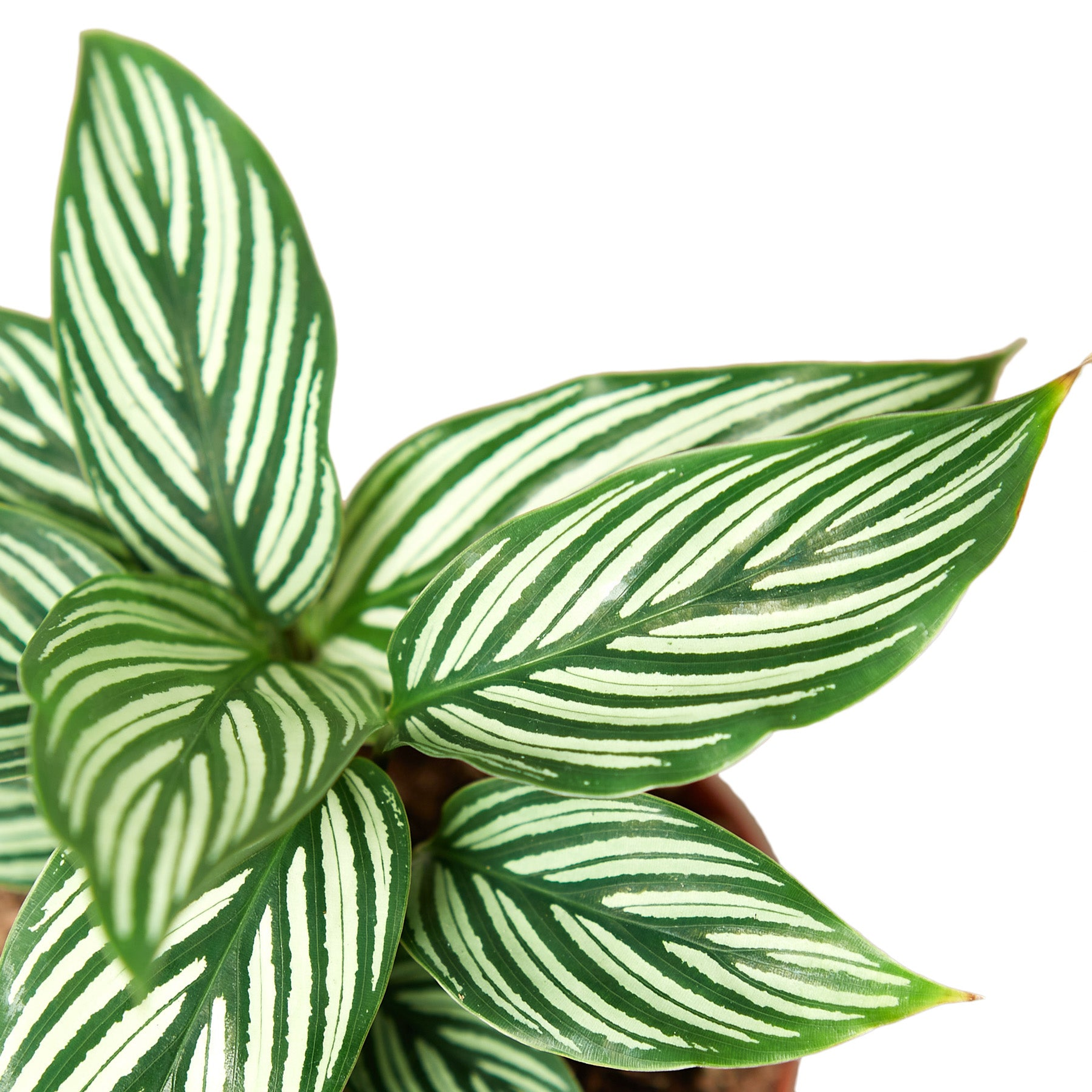 Calathea 'Vittata' House Plant Dropship