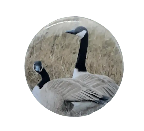 Canada Geese Bravo Buttons