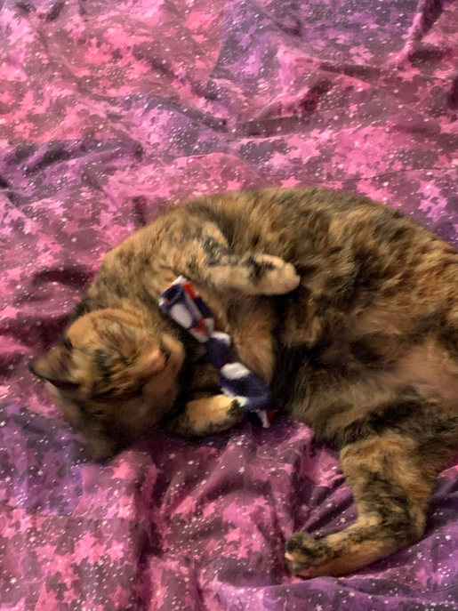 Catnip BowTies Cat Scratcher Guy