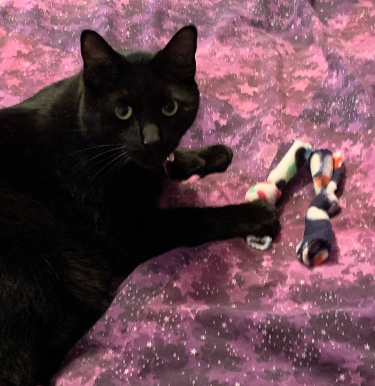 Catnip BowTies Cat Scratcher Guy