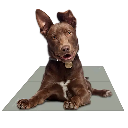 Chillz Gel Mat XL Sage Gray The Green Pet Shop