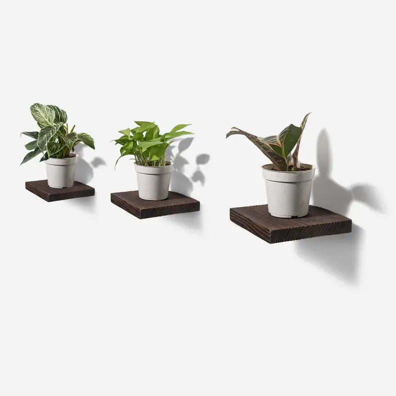 Chopped plant shelf Formr