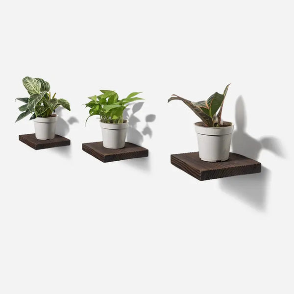 Chopped plant shelf Formr