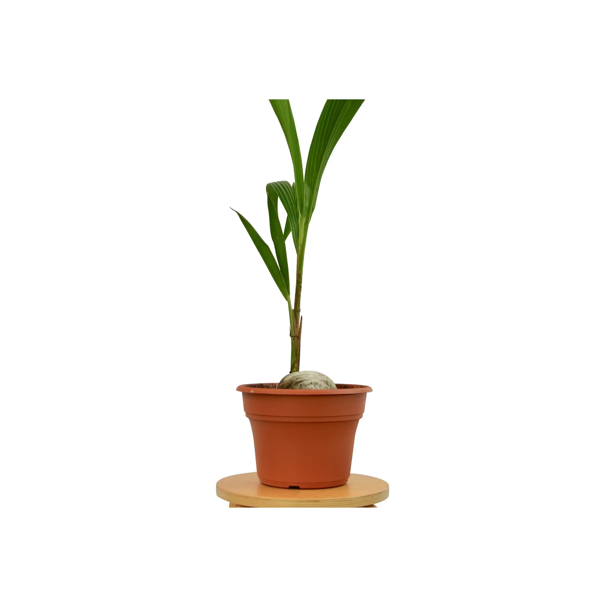 Coconut Palm 3-4 ft Tall House Plant Dropship