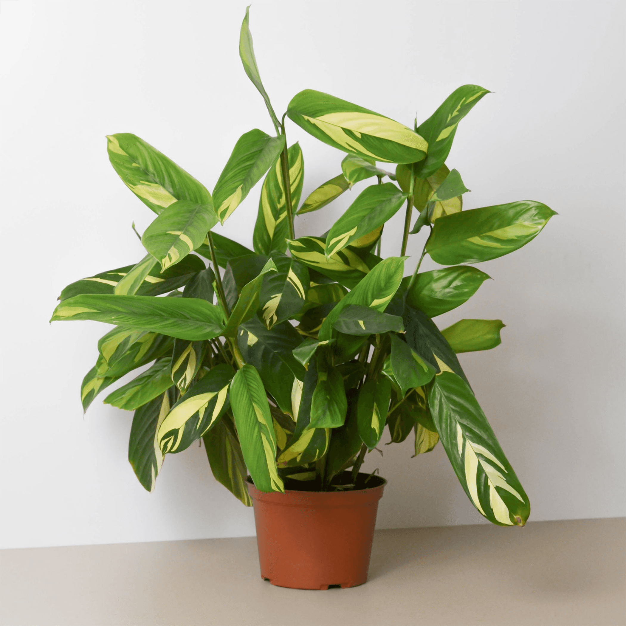Ctenanthe Lubbersiana 'Bamburanta' House Plant Wholesale