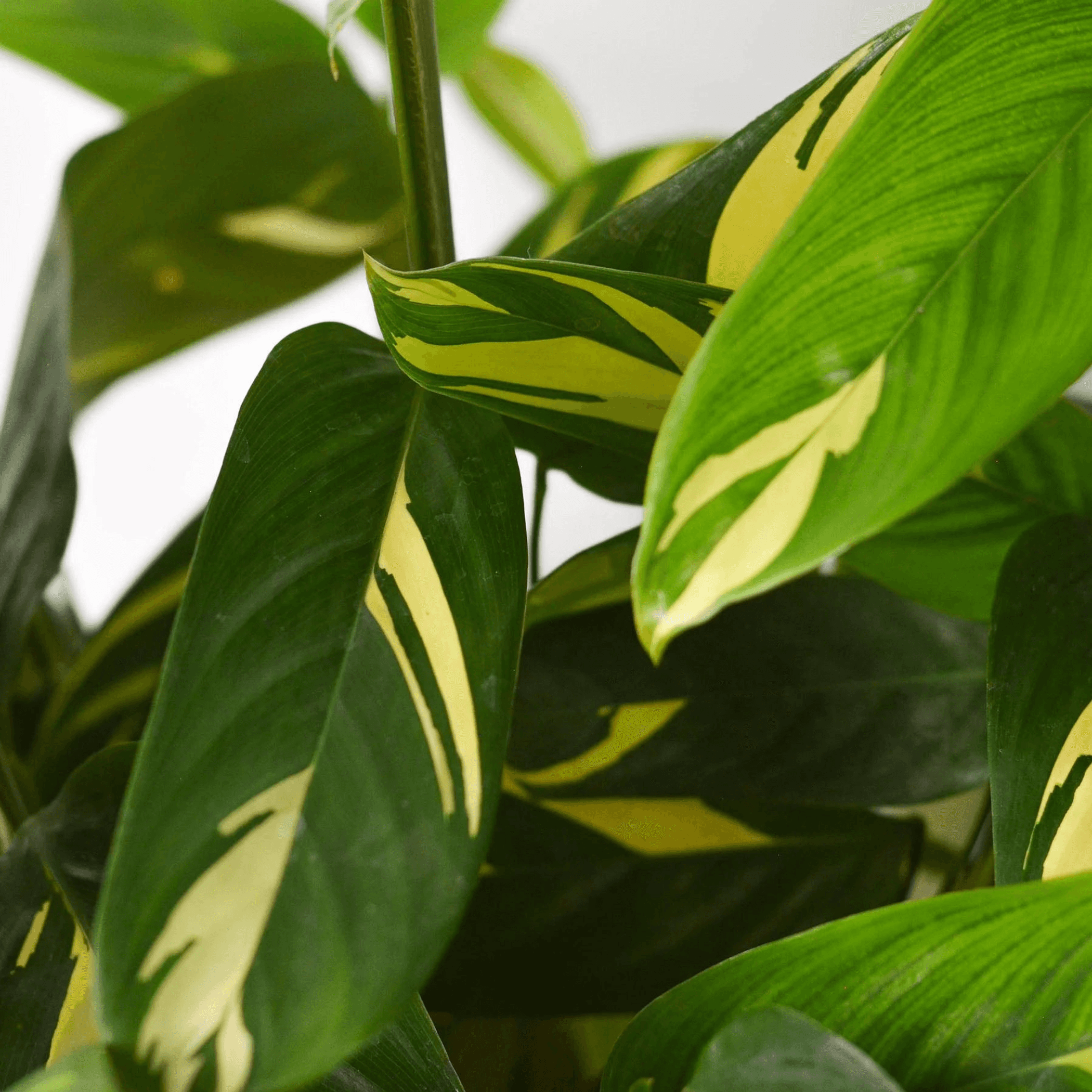 Ctenanthe Lubbersiana 'Bamburanta' House Plant Wholesale