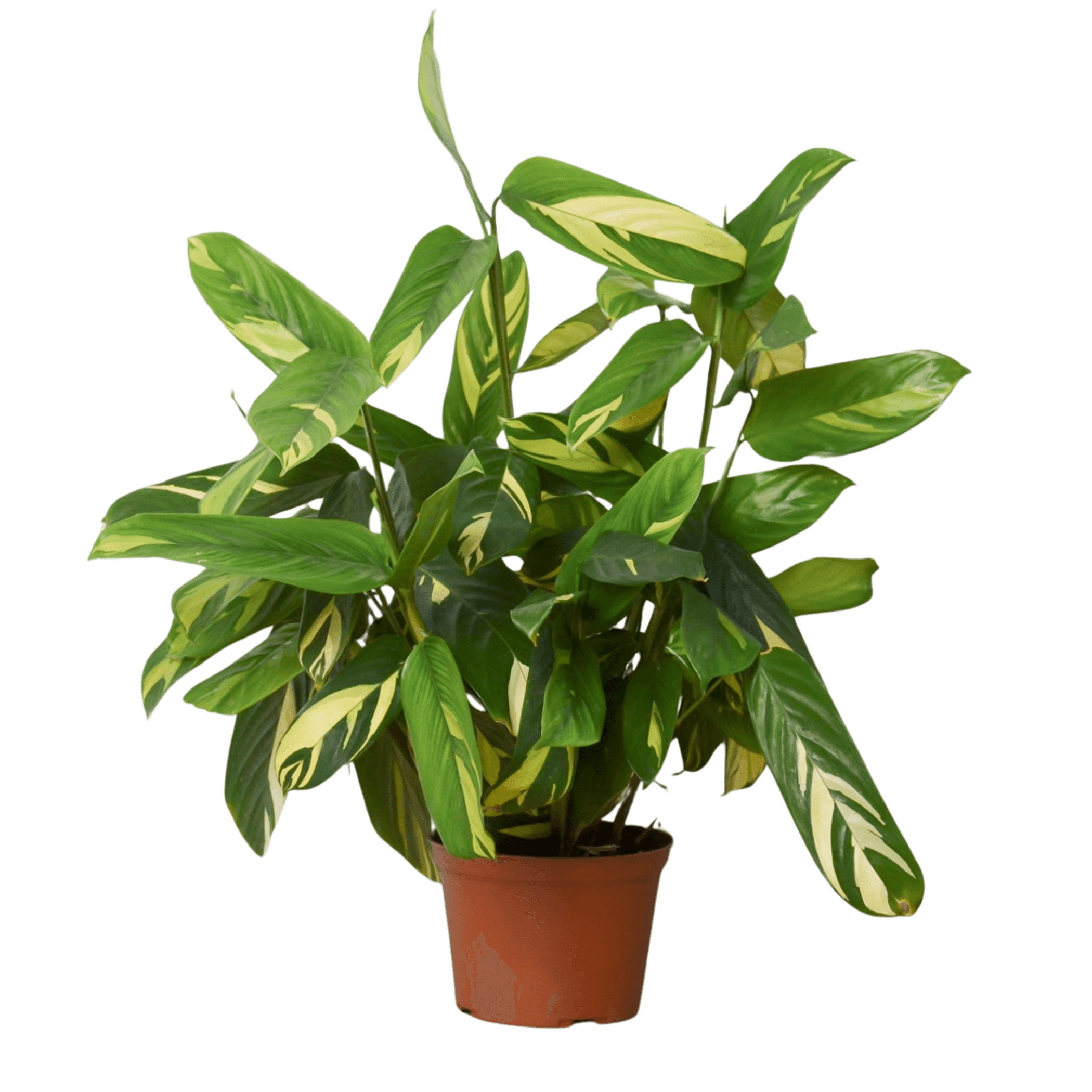 Ctenanthe Lubbersiana 'Bamburanta' House Plant Wholesale