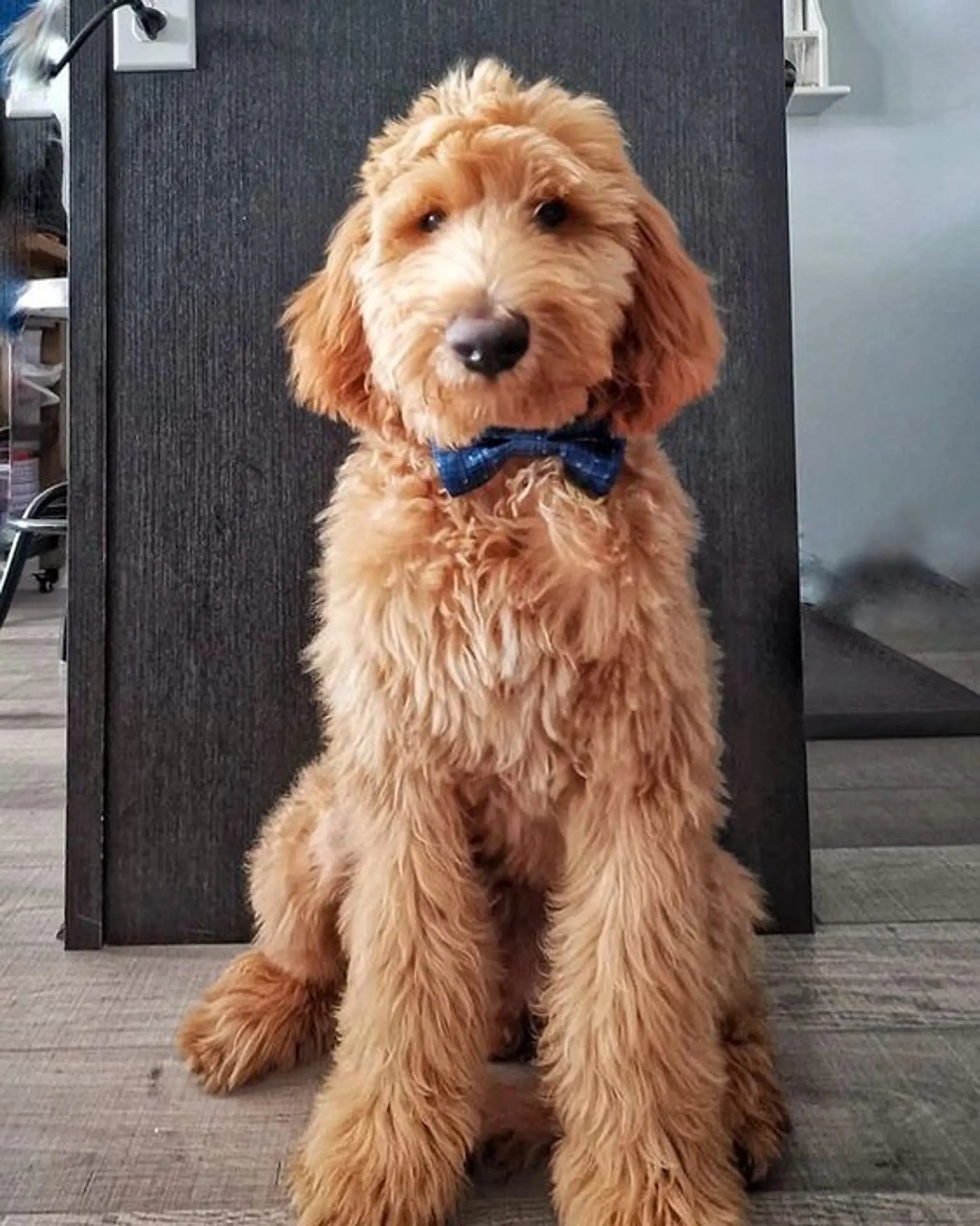 Cutie Ties Dog Bow Tie Cutie Ties