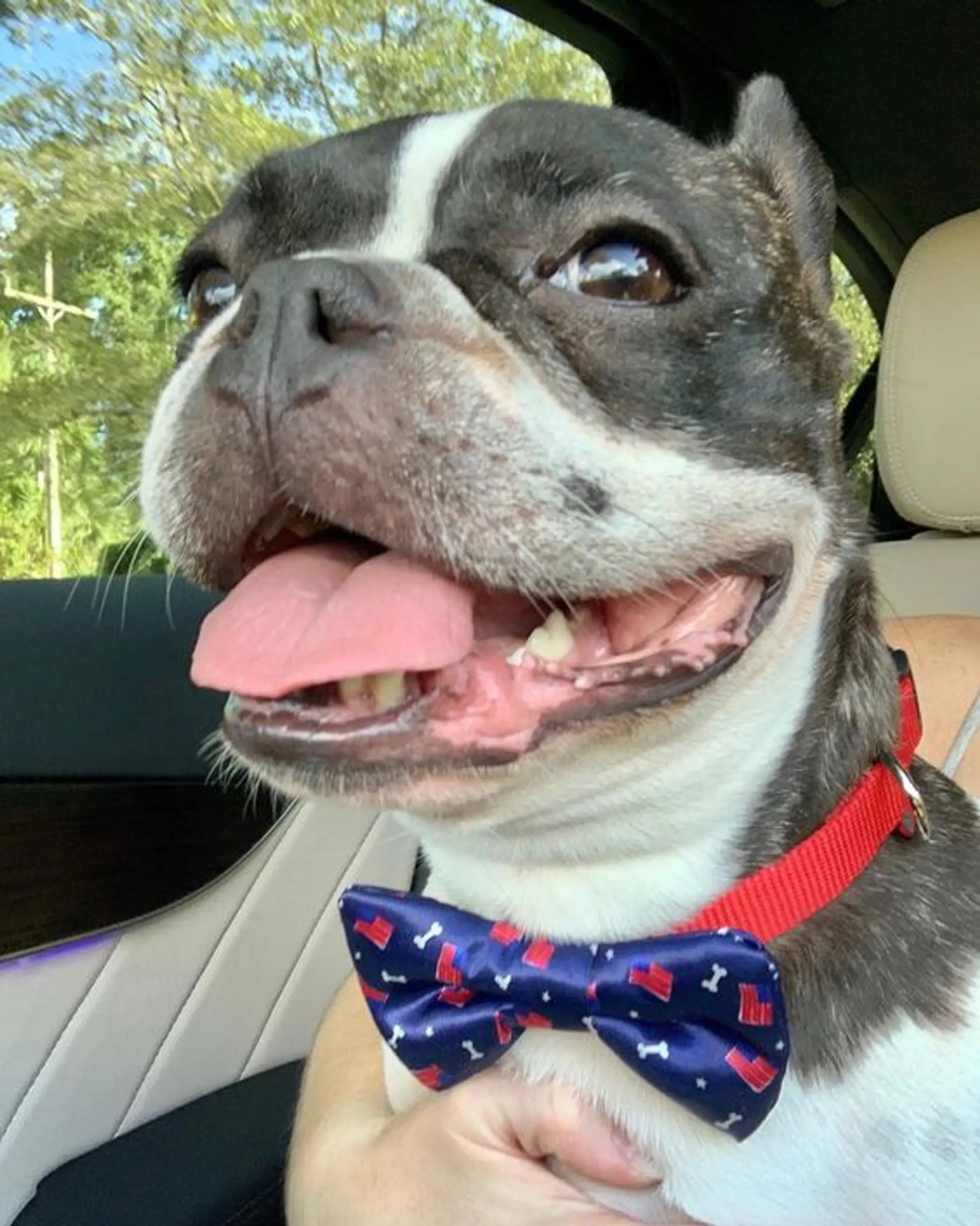 Cutie Ties Dog Bow Tie Cutie Ties