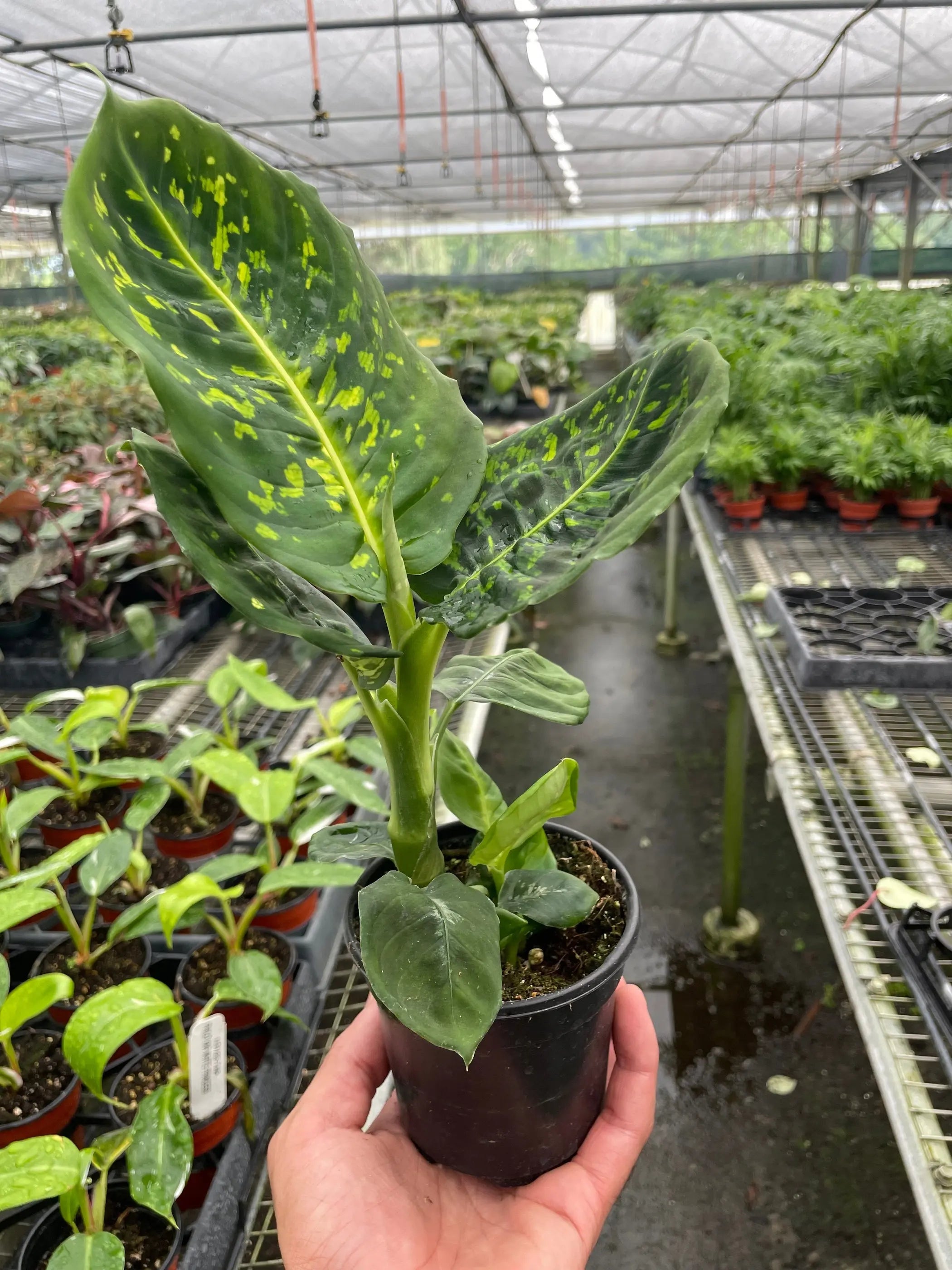 Dieffenbachia 'Reflector' House Plant Wholesale