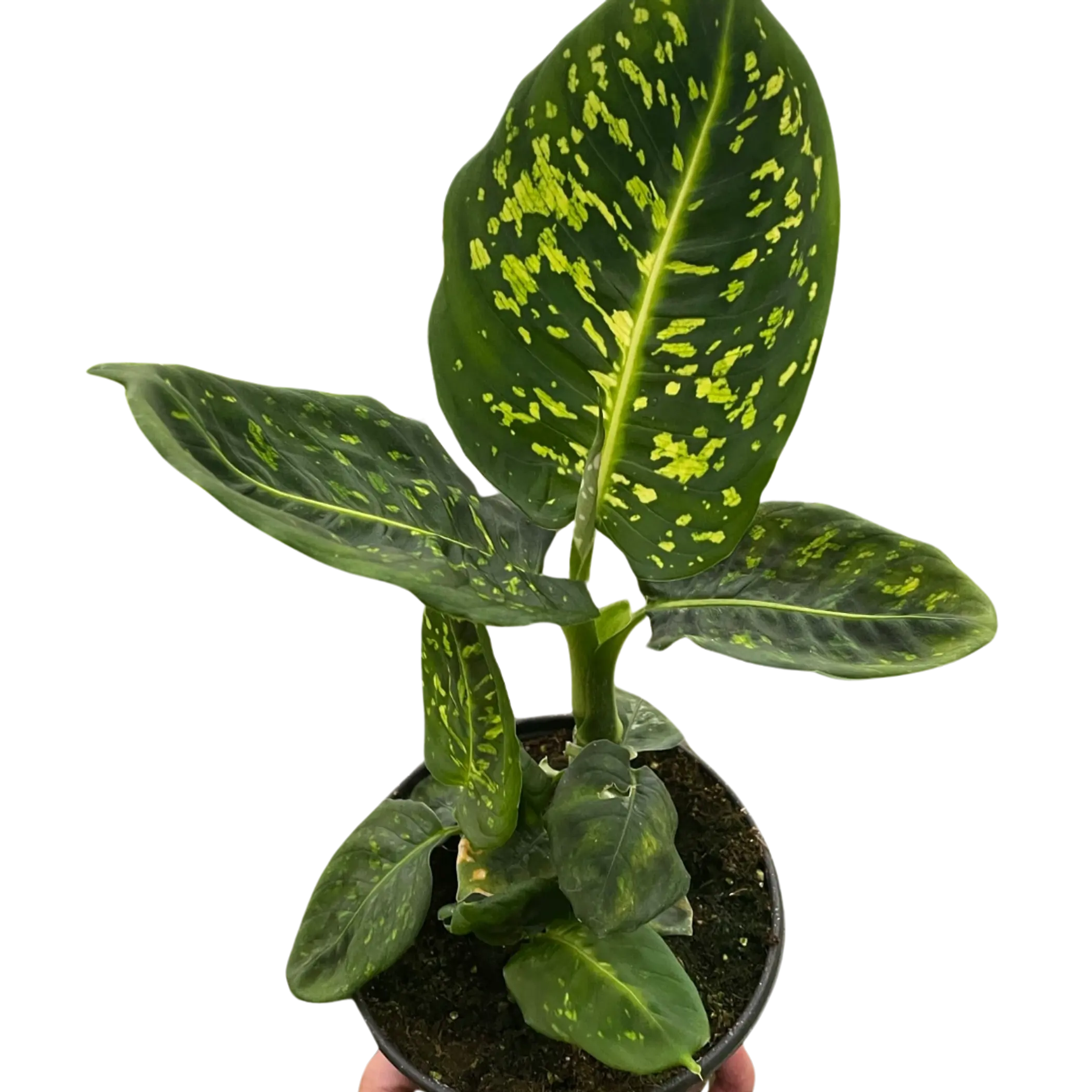 Dieffenbachia 'Reflector' House Plant Wholesale