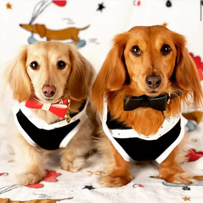 Dog Bow Tie PoisePup