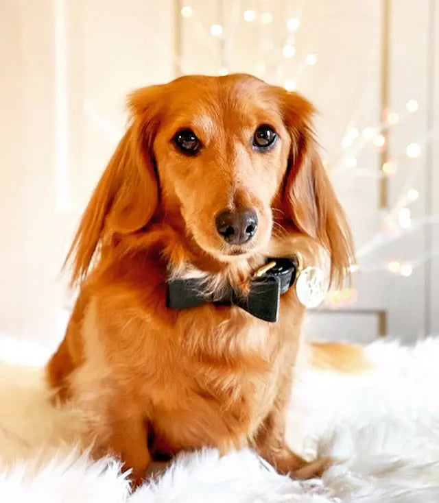 Dog Bow Tie PoisePup