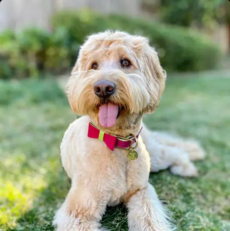 Dog Bow Tie PoisePup