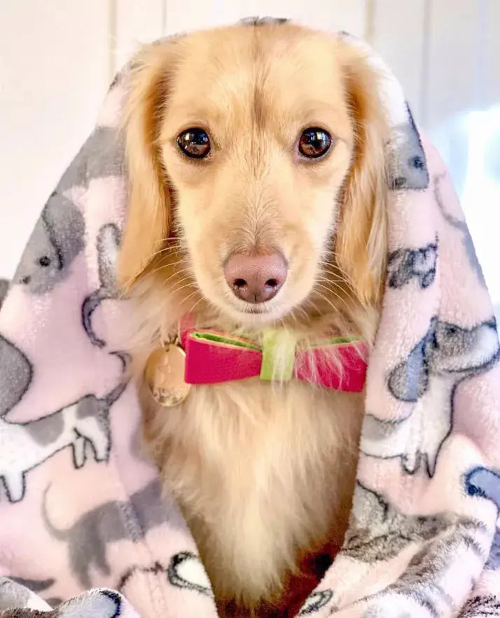 Dog Bow Tie PoisePup