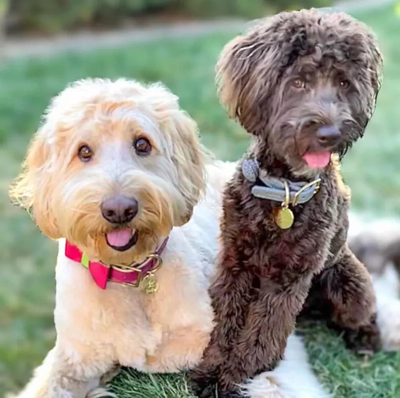 Dog Bow Tie PoisePup