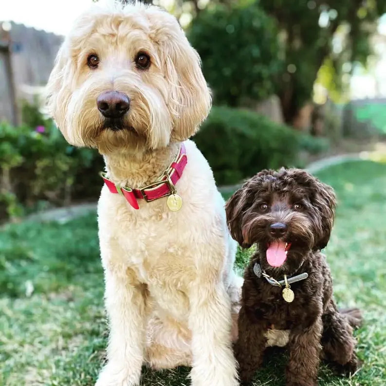 Dog Bow Tie PoisePup