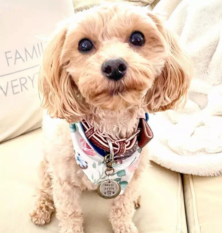 Dog Bow Tie PoisePup
