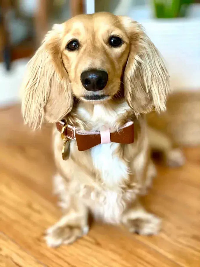 Dog Bow Tie PoisePup