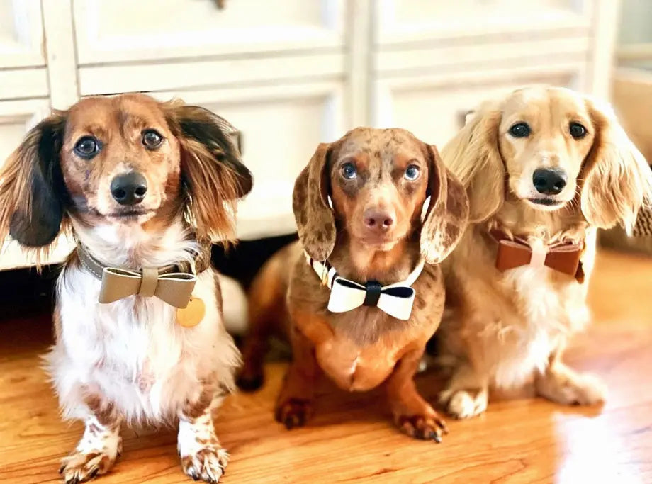 Dog Bow Tie PoisePup