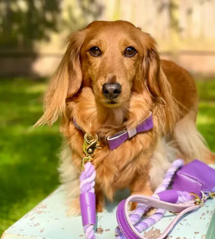 Dog Bow Tie PoisePup