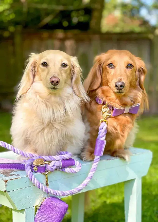 Dog Bow Tie PoisePup