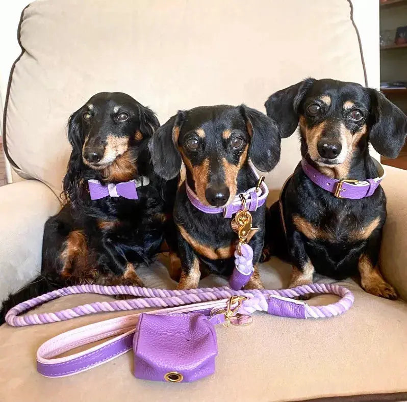 Dog Bow Tie PoisePup