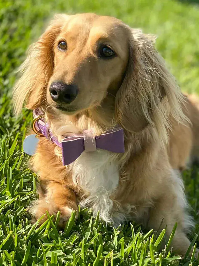 Dog Bow Tie PoisePup