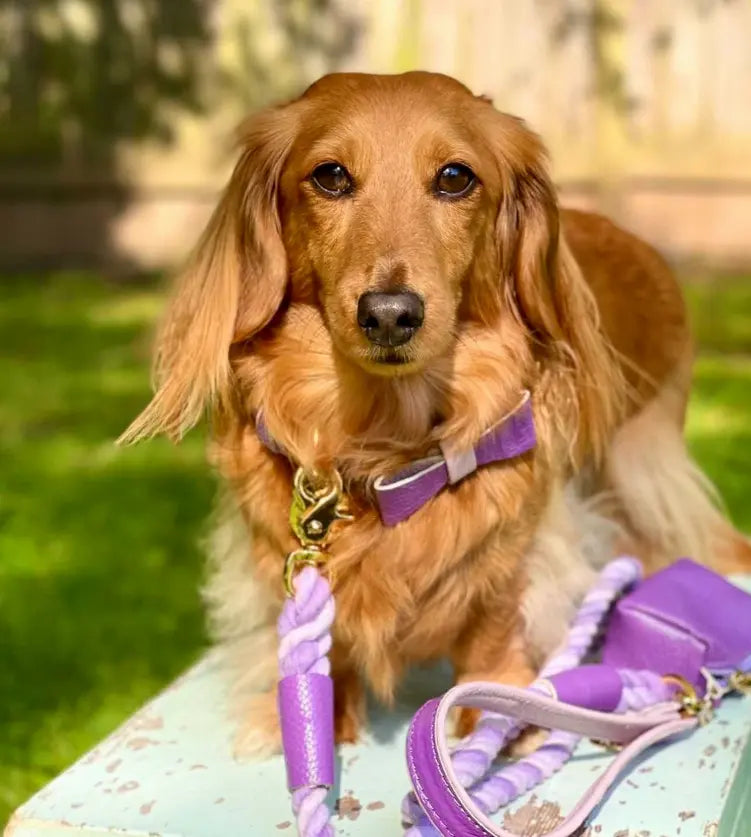 Dog Bow Tie PoisePup