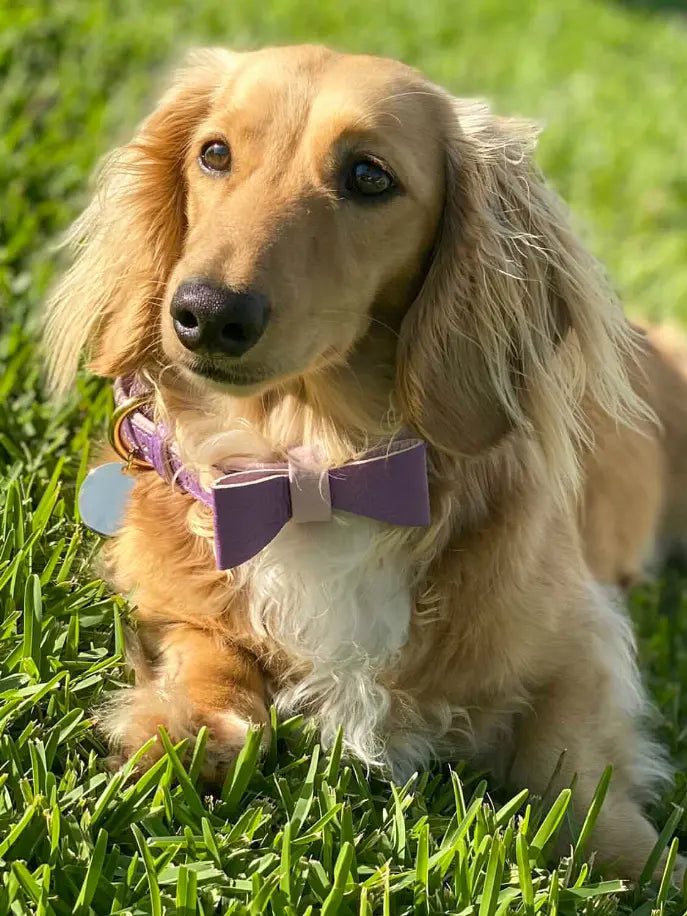 Dog Bow Tie PoisePup