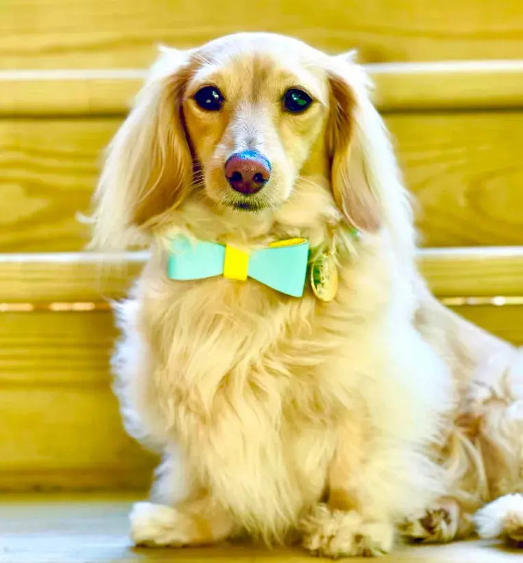 Dog Bow Tie PoisePup