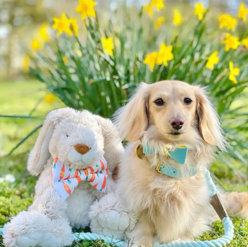 Dog Bow Tie PoisePup