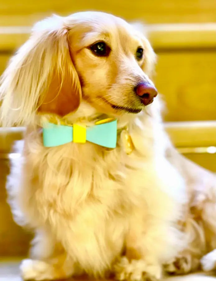 Dog Bow Tie PoisePup