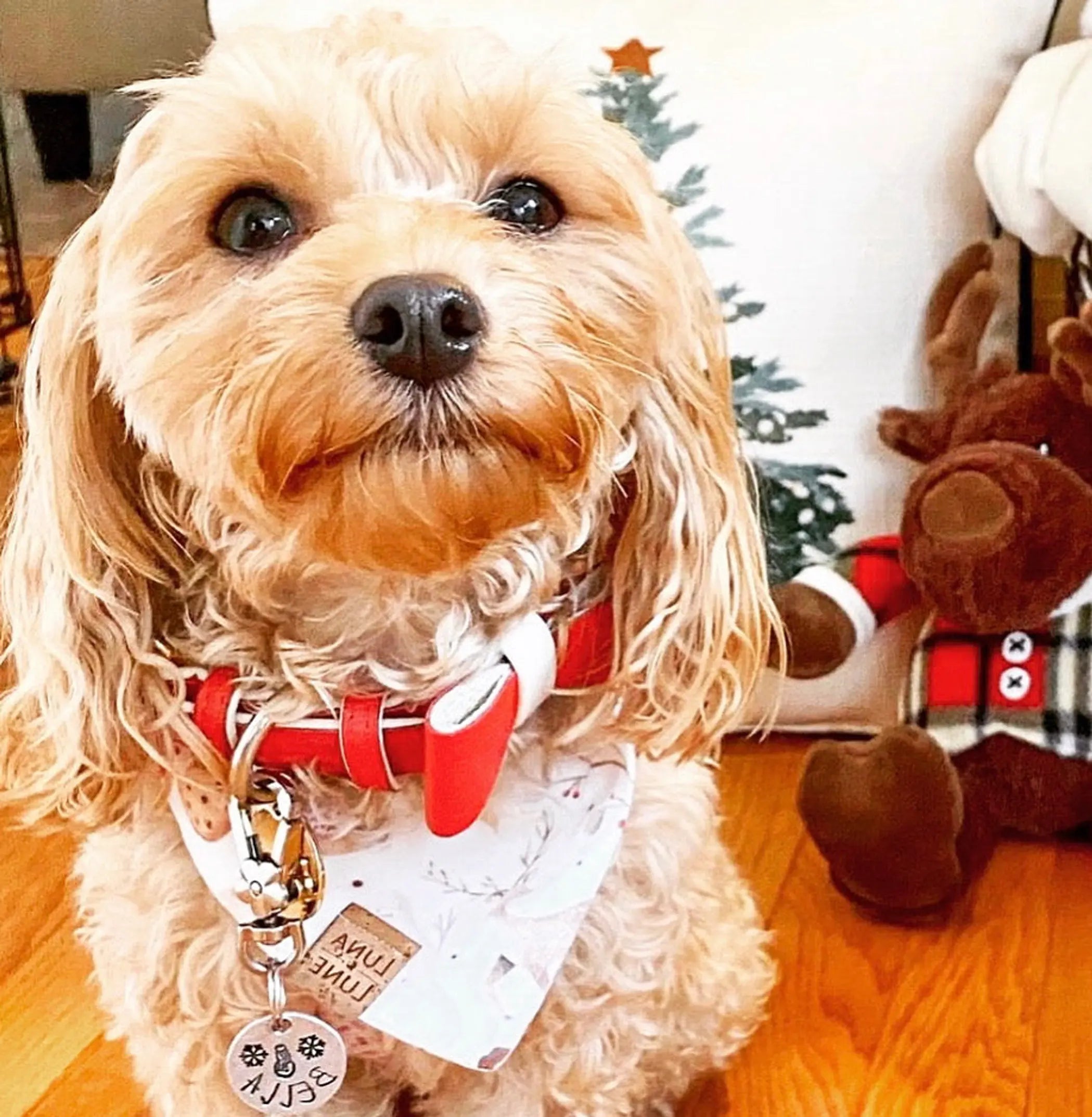 Dog Bow Tie PoisePup