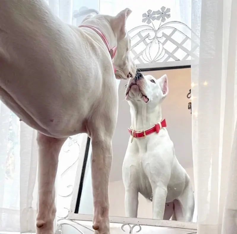 Dog Bow Tie PoisePup