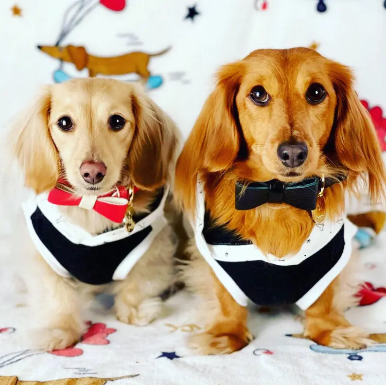 Dog Bow Tie PoisePup