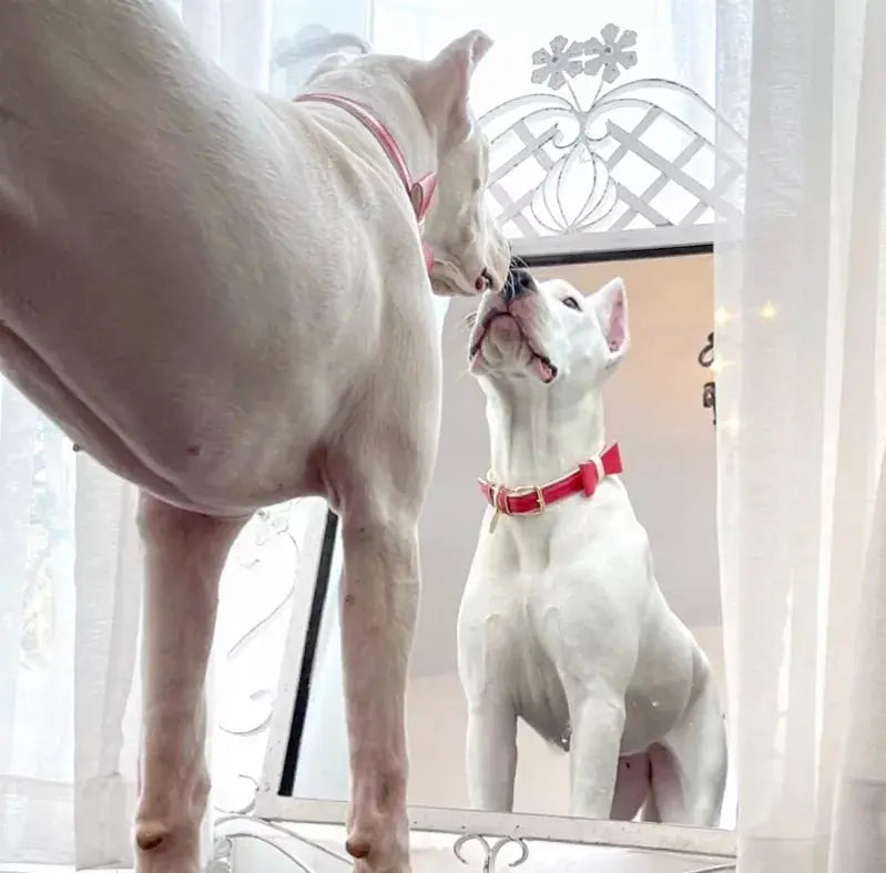 Dog Bow Tie PoisePup