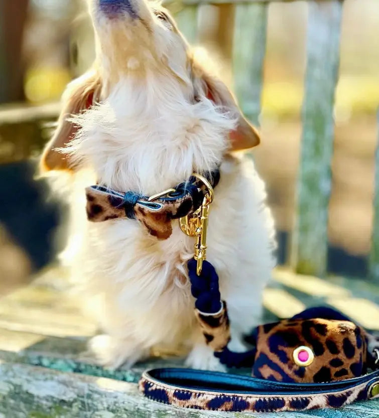 Dog Bow Tie PoisePup
