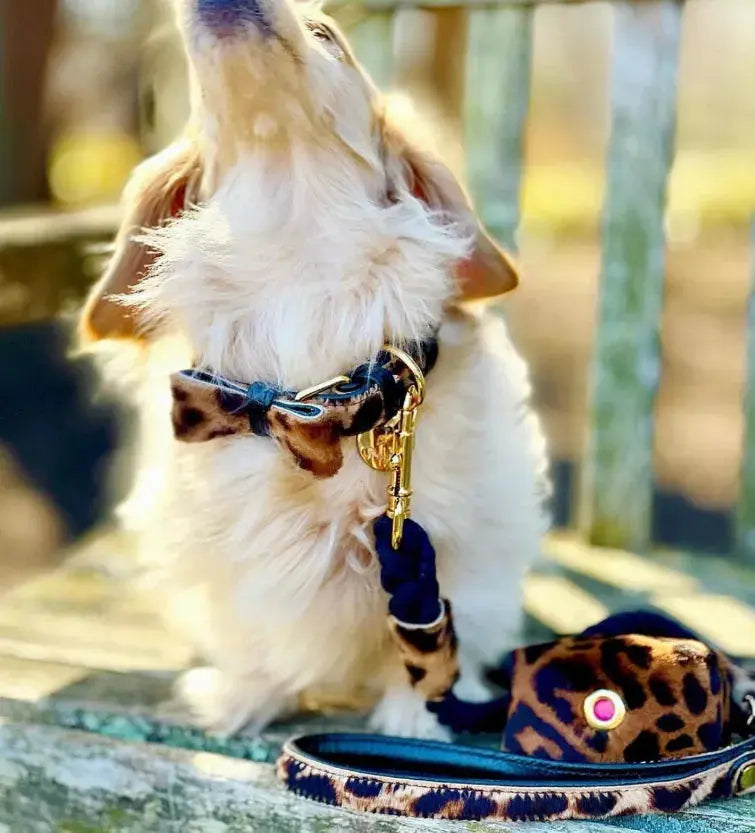 Dog Bow Tie PoisePup