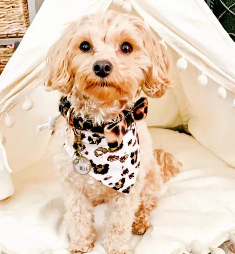 Dog Bow Tie PoisePup